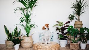 Pet-Friendly Indoor Plants for Homes with Pets