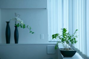 Leafy Ease low-light houseplants for dark rooms