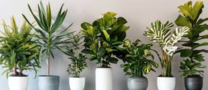 10 Low-maintenance Indoor Plants: For Beginners