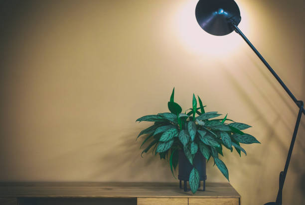 Houseplants thriving under energy-efficient grow lights