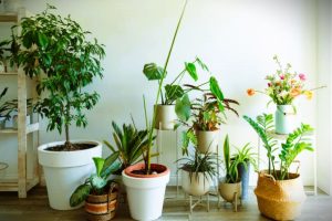 Best Low-Maintenance Plants for Apartments