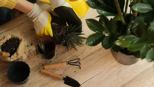 Best Pruning Tools for Indoor Plants: Keep Them Thriving