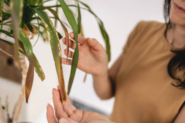 Guide to Save a Dying Houseplant