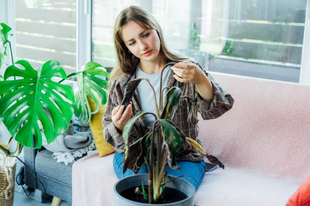 How to Save a Dying Houseplant