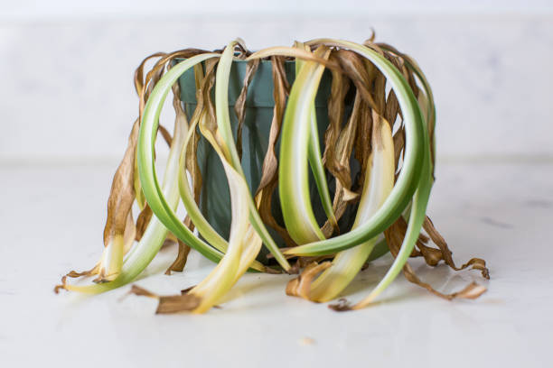 A dying indoor plant with drooping leaves due to poor drainage.