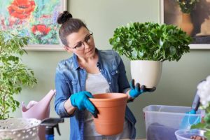 How to Choose the Right Pot for Your Indoor Plants