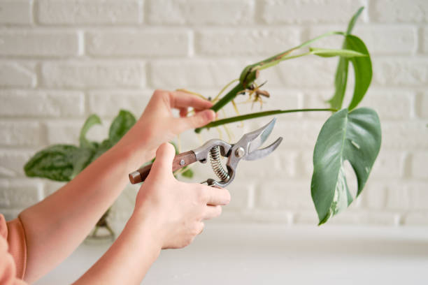 Essential Pruning Tools for Healthy Houseplants