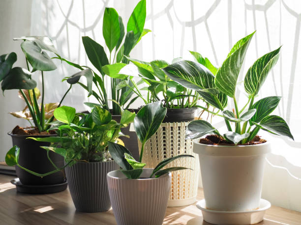 Potted succulents and leafy green houseplants delivered from an online store.