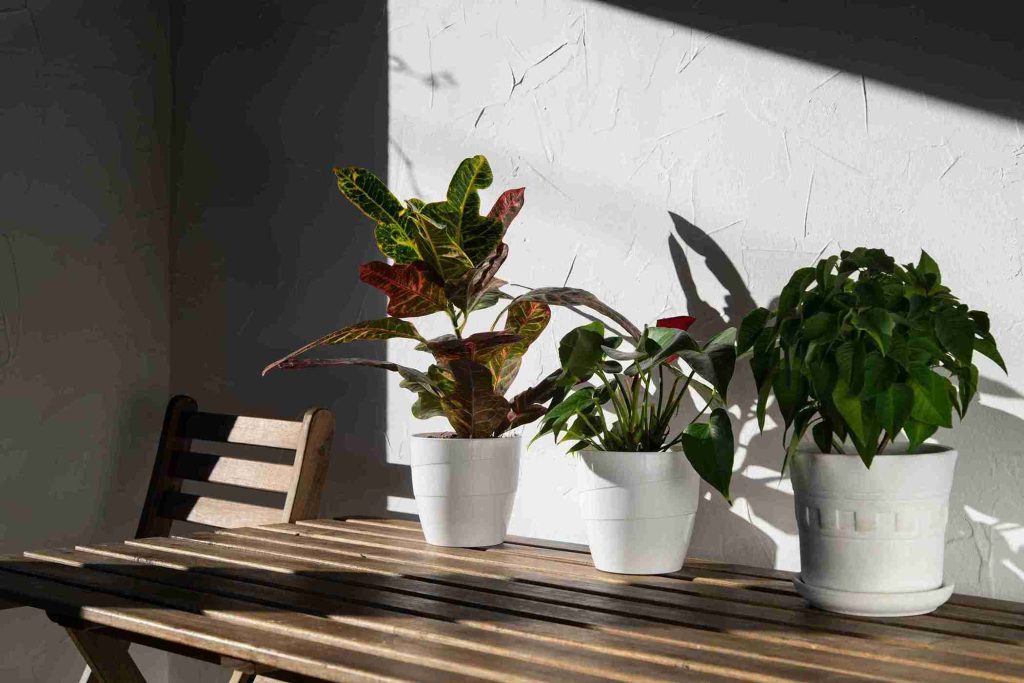 Best-Low-light-Indoor-Plants-for-Apartments-and-Offices
