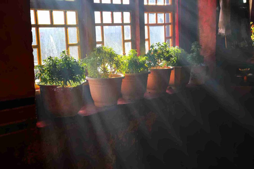 find-the-best-spot-for-your-plants-south-vs-north-facing-windows