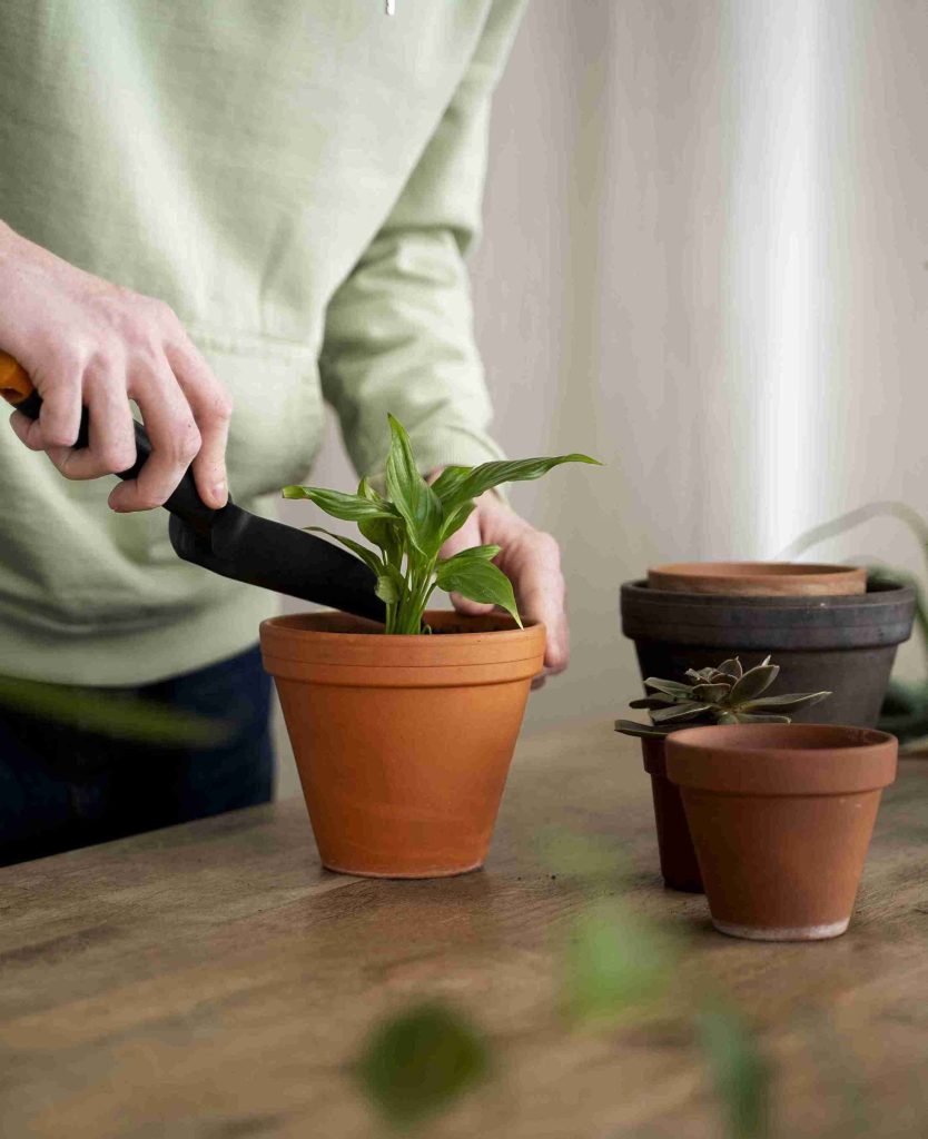 insanely-useful-household-plant-care-secrets