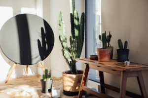powerful-plant-light-boosting-mirror-secrets