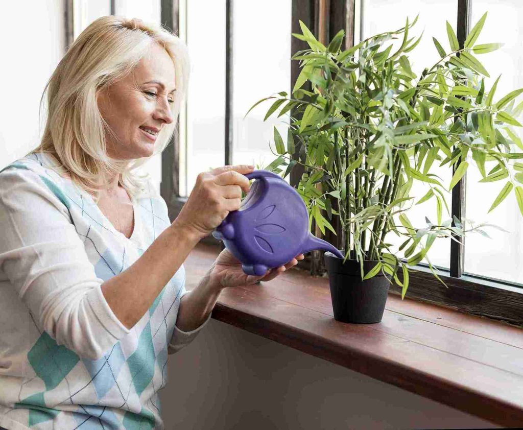 revealing-the-best-direction-for-your-plants-south-vs-north-facing-windows