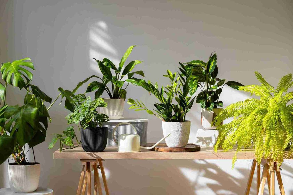 the-surprising-truth-south-vs-north-facing-windows-for-plants