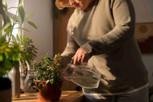 Write an Image caption & short SEO-friendly description about this image by using 8 Best Self-Watering Pots for Beginners