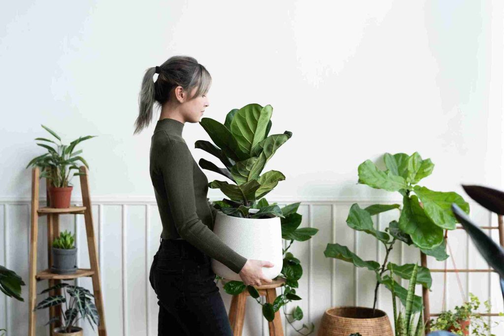 unlock-the-secrets-of-how-to-arrange-plants-in-your-home-for-maximum-growth