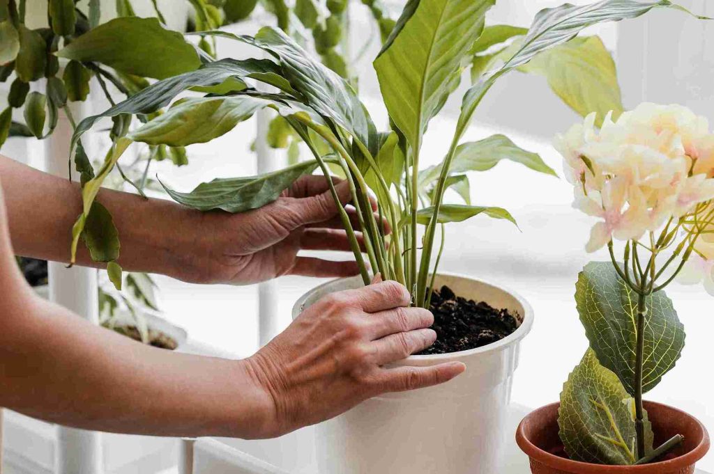 vacation-survival-guide-keep-indoor-plants-alive