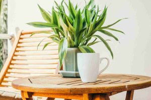 Cozy indoor setup with a green plant and coffee mug on a wooden table – 10 budget-friendly ways to decorate your home with indoor plants.