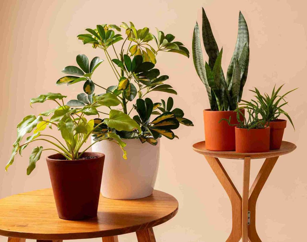 Fragrant potted plants for apartment decor, including Shefflera, Snake Plant, and Aloe Vera in terracotta pots, adding charm and fragrance to small living spaces.