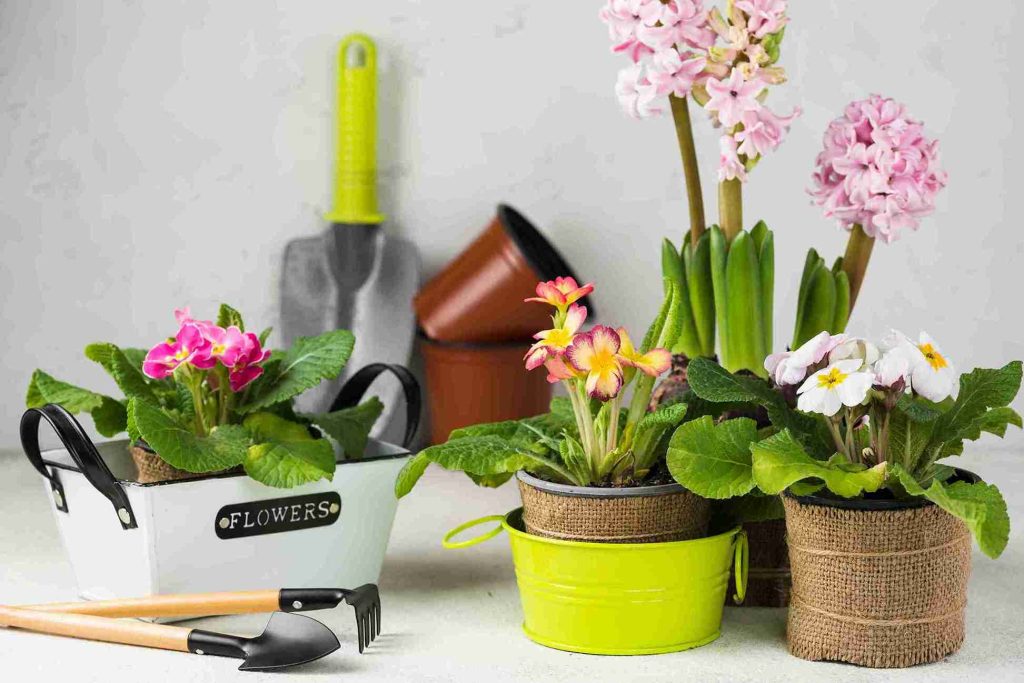 Colorful air-purifying fragrant plants for homes, including Primrose and Hyacinth flowers in colorful pots, adding beauty and fragrance to home decor.