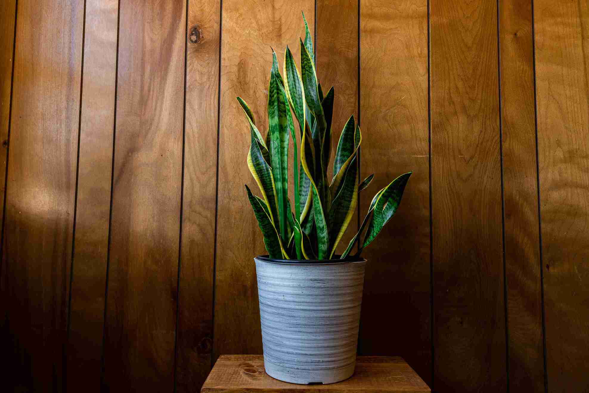 Snake plant, a low-maintenance indoor plant known for its air-purifying qualities and oxygen release at night.