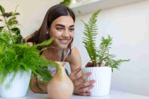Best indoor plants for allergy sufferers, woman tending to ferns in a bright room.