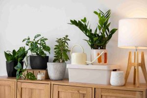 Fragrant indoor plants for apartments on a wooden shelf, including Monstera and ZZ plants, adding natural beauty and aroma to the space.
