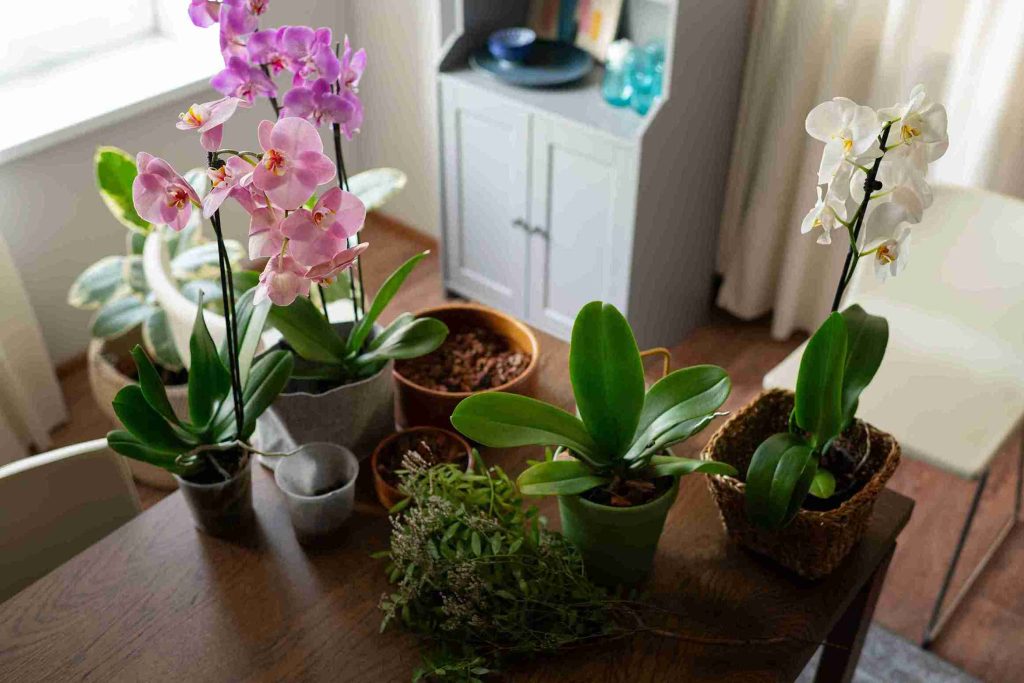 A beautiful collection of indoor plants with pleasant scents for apartments, including orchids in pink and white, adding fragrance and beauty to the decor of small living spaces.