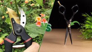 Close-up comparison of pruning shears and regular scissors for plant trimming